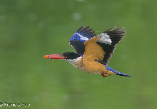 Black-capped Kingfisher - display this album Black-capped Kingfisher