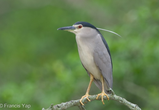 Black-crowned Night Heron - display this album Black-crowned Night Heron
