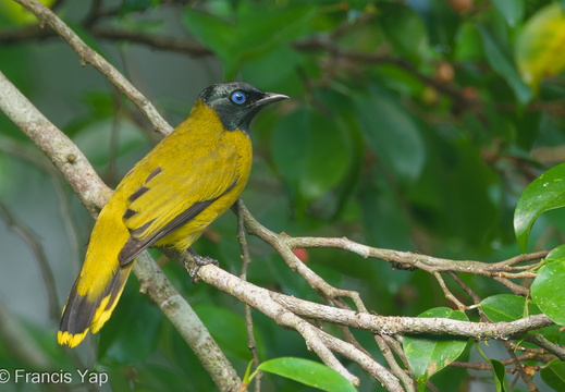 Black-headed Bulbul - display this album Black-headed Bulbul