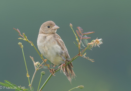 Black-headed Bunting - display this album Black-headed Bunting