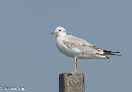 Black-headed Gull - display this album Black-headed Gull