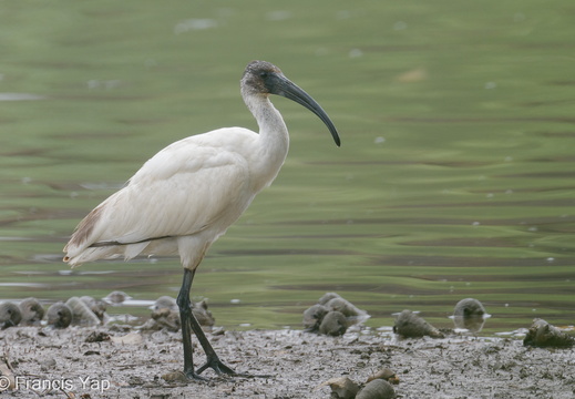 Black-headed Ibis - display this album Black-headed Ibis