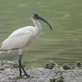 Black-headed_Ibis-221101-158MSDCF-FYP00790-W.jpg