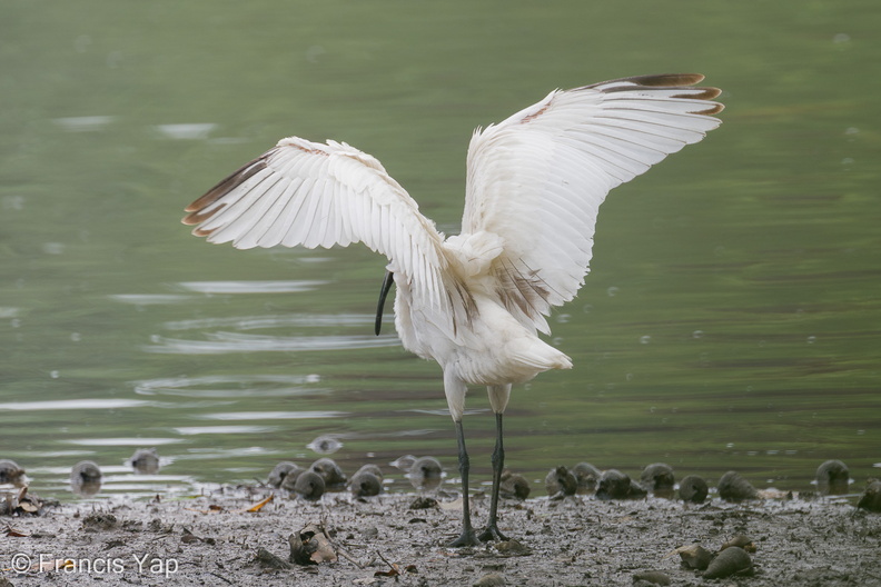 Black-headed_Ibis-221101-158MSDCF-FYP01443-W.jpg