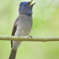 Black-naped_Monarch-190908-119ND500-FYP_9260-W.jpg