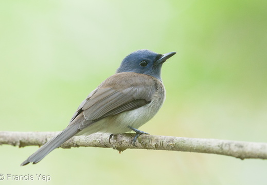 Black-naped Monarch - display this album Black-naped Monarch