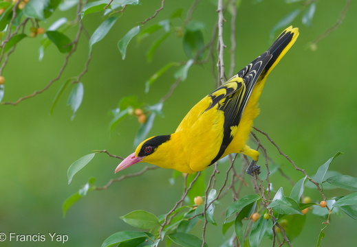 Black-naped Oriole - display this album Black-naped Oriole