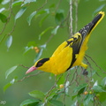 Black-naped_Oriole-181127-114ND500-FYP_1570-W.jpg