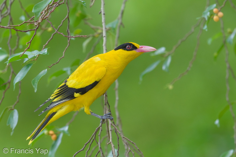Black-naped_Oriole-181127-114ND500-FYP_1590-W.jpg