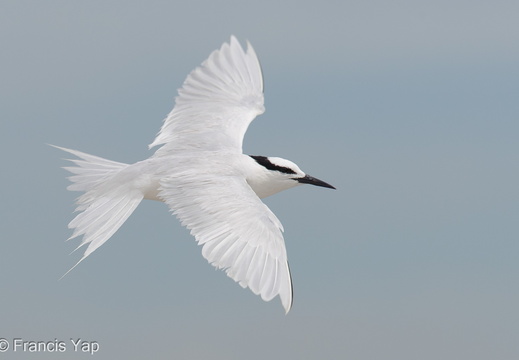 Black-naped Tern - display this album Black-naped Tern