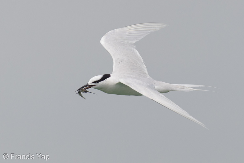 Black-naped_Tern-160522-100EOS1D-F1X28925-W.jpg