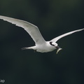 Black-naped_Tern-160522-100EOS1D-F1X29050-W.jpg