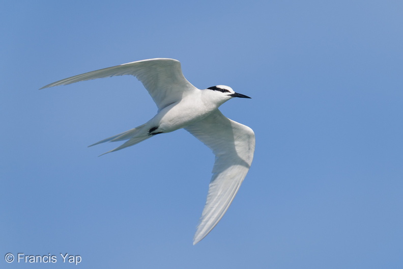 Black-naped_Tern-210502-109MSDCF-FRY04366-W.jpg