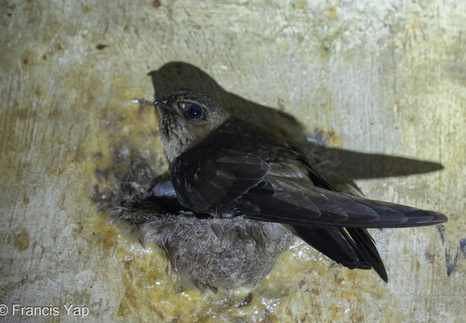 Black-nest Swiftlet - display this album Black-nest Swiftlet