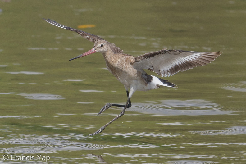 Black-tailed_Godwit-170903-102ND500-FYP_2023-W.jpg