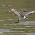 Black-tailed_Godwit-170903-102ND500-FYP_2023-W.jpg