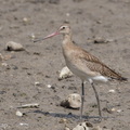 Black-tailed_Godwit-170903-102ND500-FYP_2062-W.jpg