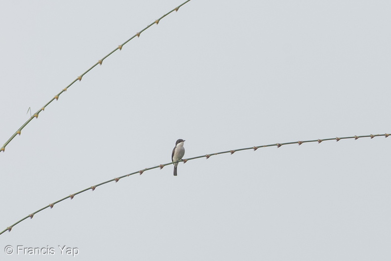 Black-winged_Flycatcher-shrike-130823-109EOS1D-FY1X8753-W.jpg