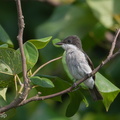 Black-winged_Flycatcher-shrike-190714-118ND500-FYP_6105-W.jpg