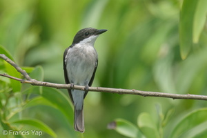 Black-winged Flycatcher-shrike-220416-145MSDCF-FRY08520-W.jpg