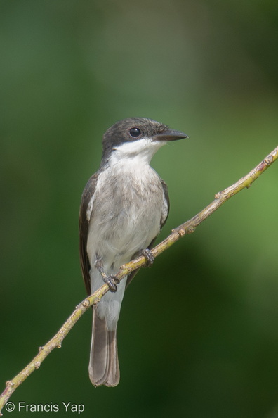 Black-winged_Flycatcher-shrike-240428-226MSDCF-FYP02861-W.jpg