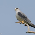 Black-winged_Kite-190812-119ND500-FYP_5988-W.jpg