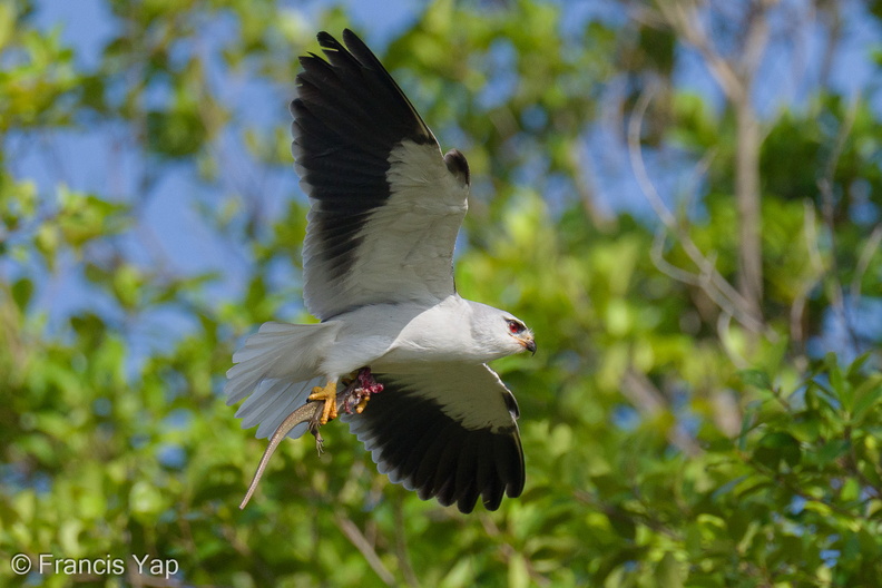 Black-winged_Kite-210314-104MSDCF-FRY06979-W.jpg