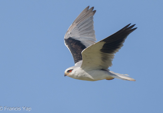 Black-winged Kite - display this album Black-winged Kite