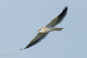 Black-winged Kite-260214-154FRYAP-FYA01522-W.jpg