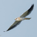 Black-winged_Kite-260214-154FRYAP-FYA01522-W.jpg