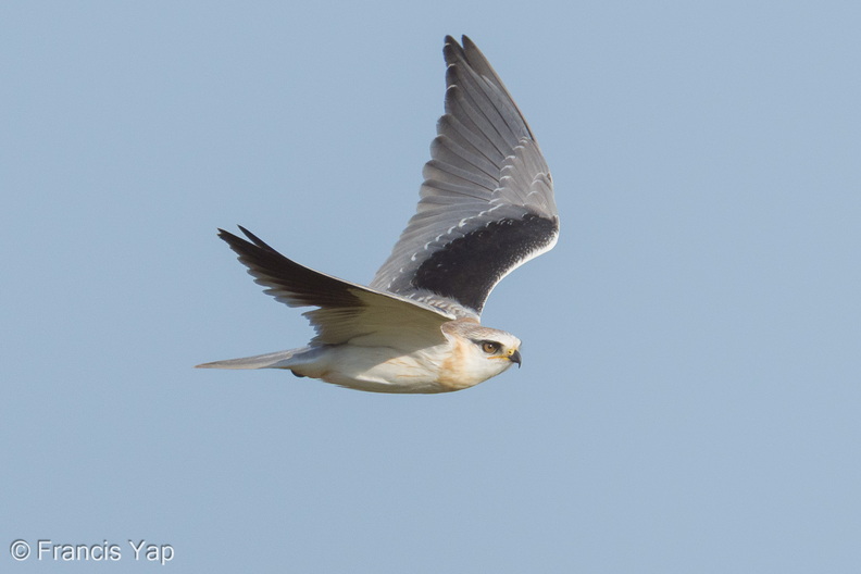 Black-winged_Kite-260214-154FRYAP-FYA01661-W.jpg