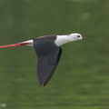 Black-winged_Stilt-200216-112MSDCF-FYP01840-W.jpg