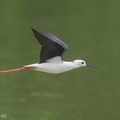 Black-winged_Stilt-200216-112MSDCF-FYP01847-W.jpg