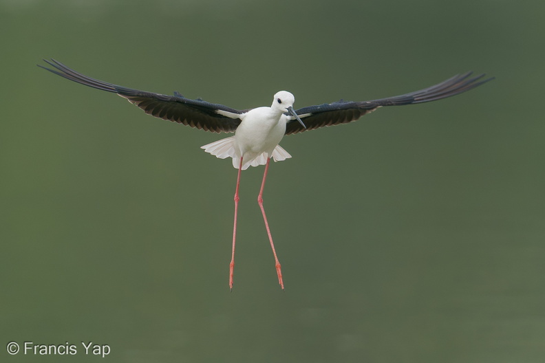 Black-winged_Stilt-200216-112MSDCF-FYP02130-W.jpg