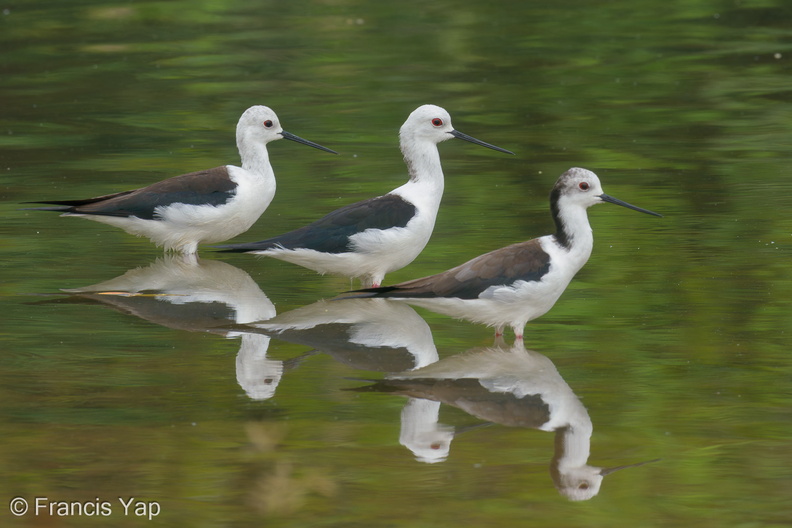 Black-winged_Stilt-200216-112MSDCF-FYP04407-W.jpg