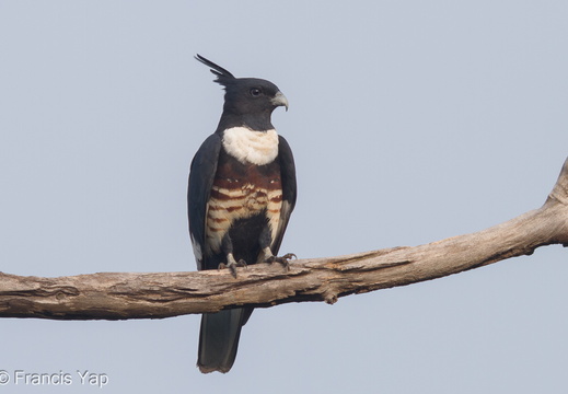 Black Baza - display this album Black Baza