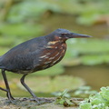 Black_Bittern-160519-100EOS1D-F1X25414-W.jpg