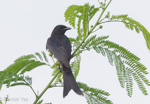 Black Drongo - display this album Black Drongo