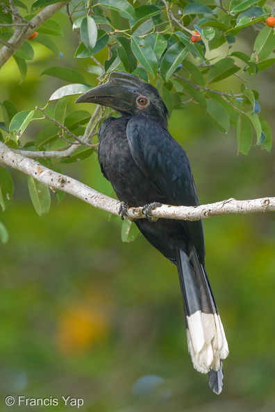 Black_Hornbill-170101-108EOS1D-F1X24771-W.jpg