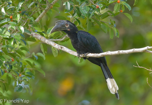 Black Hornbill - display this album Black Hornbill