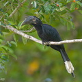 Black_Hornbill-170101-108EOS1D-F1X24793-W.jpg