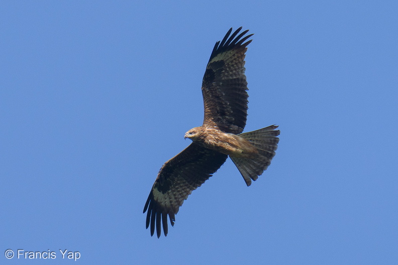 Black_Kite-210302-101MSDCF-FRY03765-W.jpg