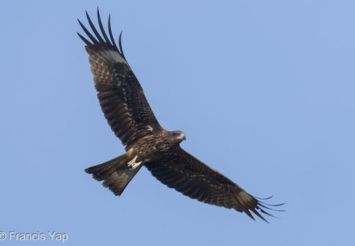 Black Kite - display this album Black Kite