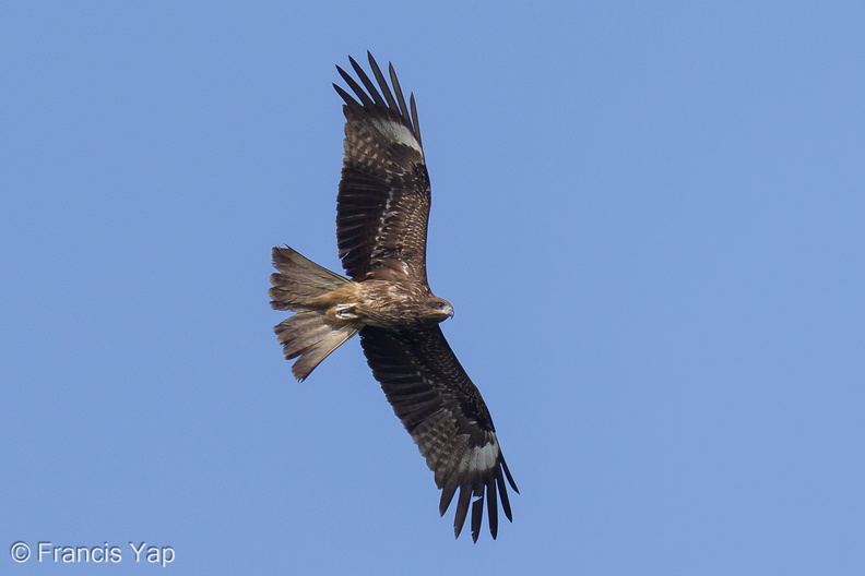 Black_Kite-220130-138MSDCF-FRY03945-W.jpg