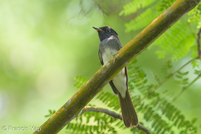 Black_Paradise_Flycatcher-121024-103EOS1D-FY1X1117-W.jpg
