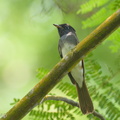 Black_Paradise_Flycatcher-121024-103EOS1D-FY1X1117-W.jpg