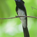Black_Paradise_Flycatcher-161102-106EOS1D-F1X27579-W.jpg