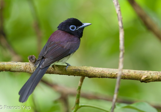 Black Paradise Flycatcher - display this album Black Paradise Flycatcher