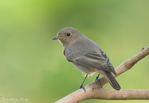 Black Redstart - display this album Black Redstart