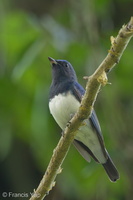 Blue-and-white Flycatcher-170210-109EOS1D-F1X27171-W.jpg